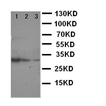 Anti-TRAF2 Antibody