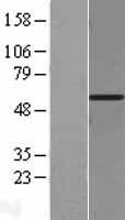 EIF3E Human Over-expression Lysate