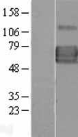 IL13 receptor alpha 1 (IL13RA1) Human Over-expression Lysate