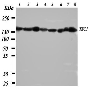 Hamartin/TSC1 Antibody