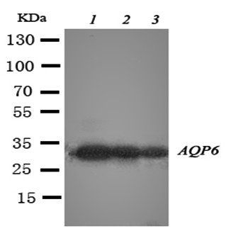 Anti-Aquaporin 6/AQP6 Antibody