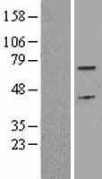CDC6 Human Over-expression Lysate