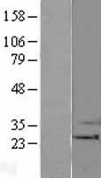 Bak (BAK1) Human Over-expression Lysate