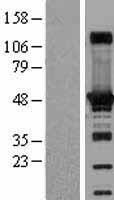 AdSS 2 (ADSS) Human Over-expression Lysate