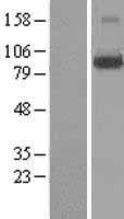 LONRF3 Human Over-expression Lysate