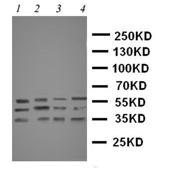 Caspase-12/CASP12 Antibody