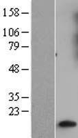 GNG10 Human Over-expression Lysate