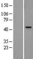 Legumain (LGMN) Human Over-expression Lysate