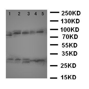 Anti-Caspase-14/CASP14 Antibody