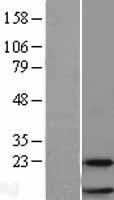 RPL38 Human Over-expression Lysate