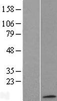 ATP5MC1 Human Over-expression Lysate