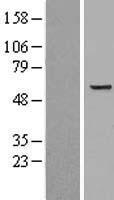 Monoamine Oxidase B (MAOB) Human Over-expression Lysate