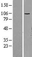 GRIA1 Human Over-expression Lysate