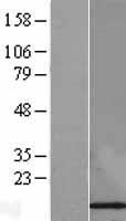 FKBP12 (FKBP1A) Human Over-expression Lysate