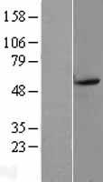 Dopamine Receptor D5 (DRD5) Human Over-expression Lysate