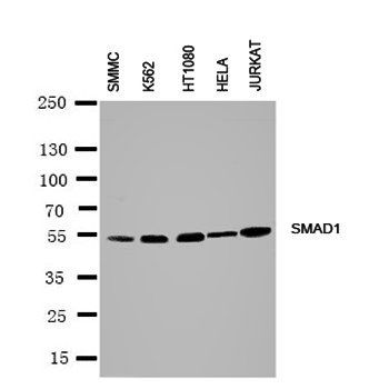 Anti-Smad1 Antibody