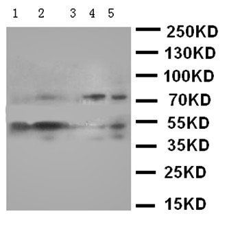 SMAD5 Antibody