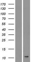 IL8 (CXCL8) Human Over-expression Lysate