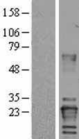 Von Hippel Lindau (VHL) Human Over-expression Lysate
