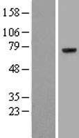 Prothrombin (F2) Human Over-expression Lysate