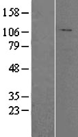 HADHA Human Over-expression Lysate