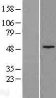Fumarylacetoacetate hydrolase (FAH) Human Over-expression Lysate