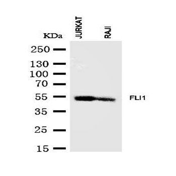 Anti-FLI1 Antibody