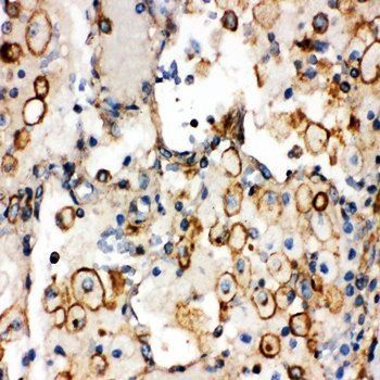 Anti-Integrin alpha 1/ITGA1 Antibody