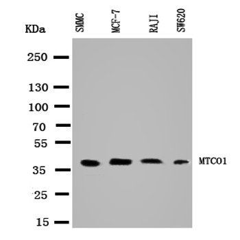 Anti-MTCO1/MT-CO1 Antibody