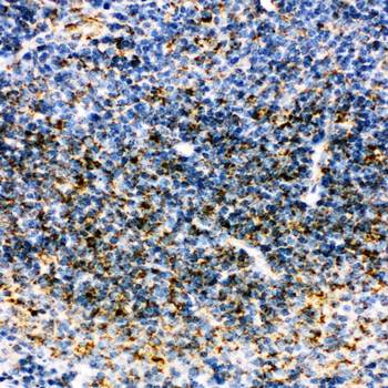 Anti-MTCO1/mt-Co1 Antibody