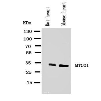 Anti-MTCO1/mt-Co1 Antibody