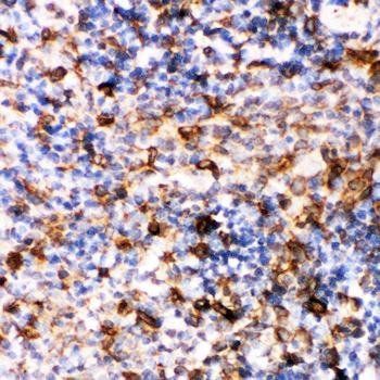 Caspase-6(P18)/CASP6 Antibody