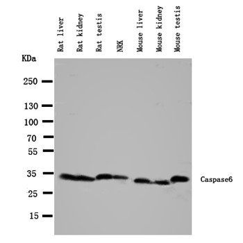 Anti-Caspase-6(P18)/CASP6 Antibody