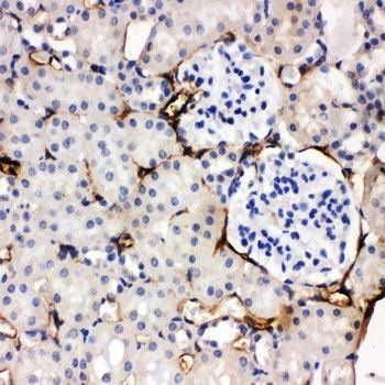 Adiponectin/ADIPOQ Antibody