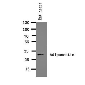 Anti-Adiponectin/ADIPOQ Antibody