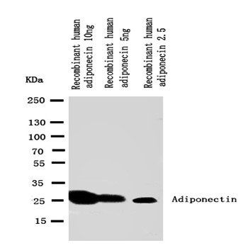 Anti-Adiponectin/ADIPOQ Antibody