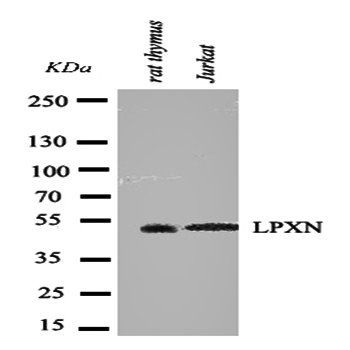 Leupaxin/LPXN Antibody
