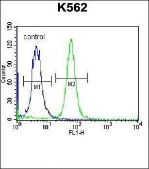 PSORS1C1 antibody