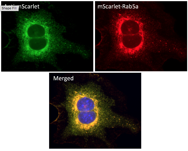 mScarlet antibody