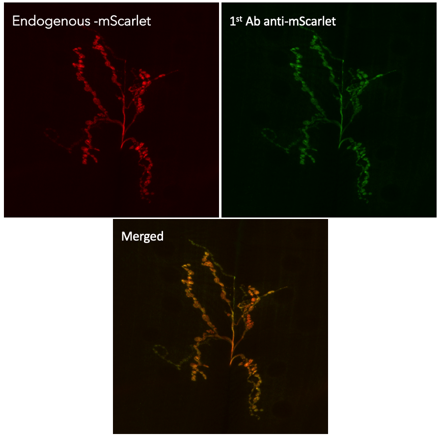 mScarlet antibody