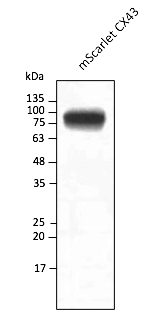 mScarlet antibody