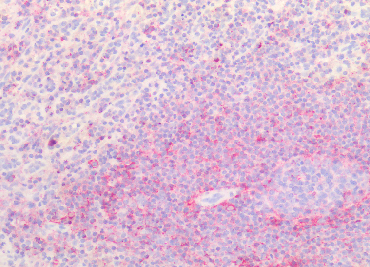 Goat anti-CD44 Antibody