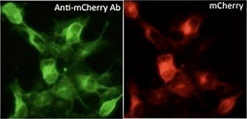 anti-mCherry