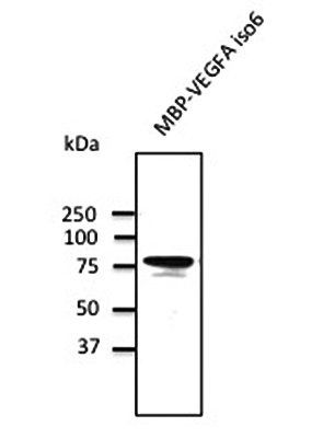 VEGFA Antibody