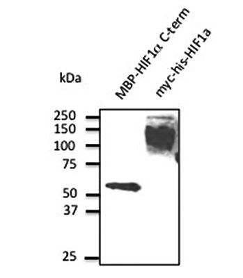 HIF1a Antibody