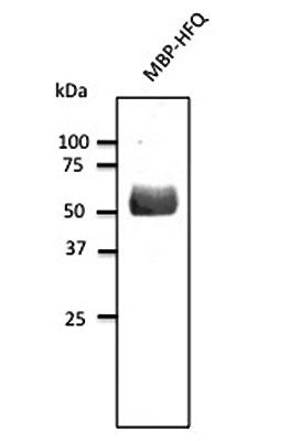 HFQ Antibody