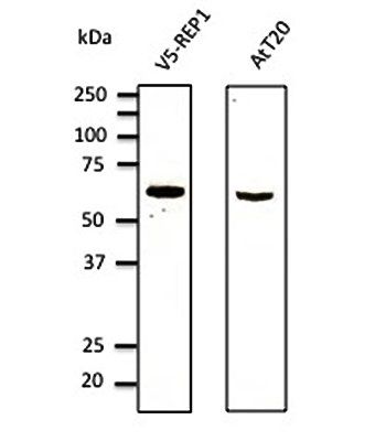 REP1 Antibody