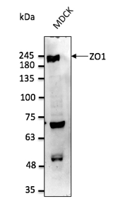 ZO1 antibody