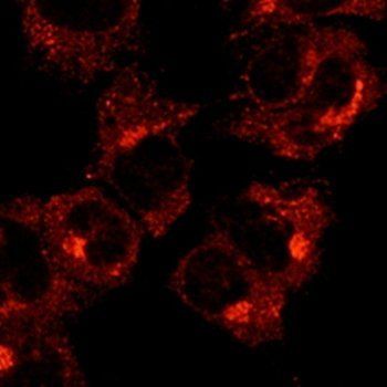 Rab1 Antibody