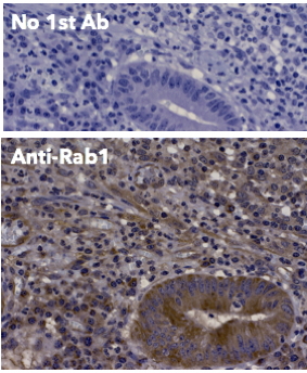 Rab1 Antibody